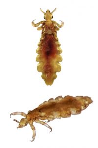 lice check - what they look like