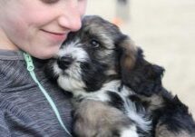 can you get head lice from pets?